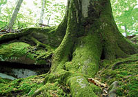 Wie ein Baum zum Himmel